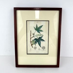 Botanical  Print Artwork by Lambert J. Sculpt Professionally Framed and Matted
